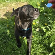 Mixed Breed - Both