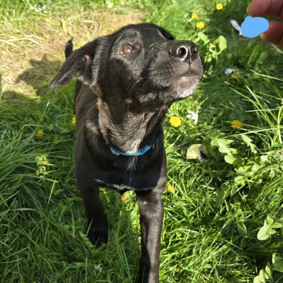 Mixed Breed - Both