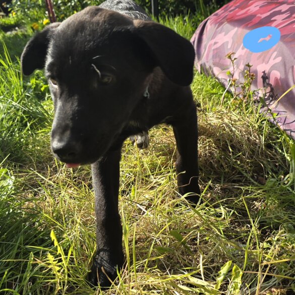 Mixed Breed - Both