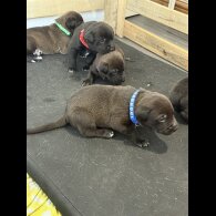 Mixed Breed - Both