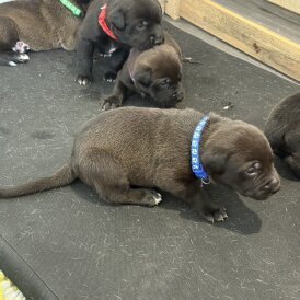 Mixed Breed - Both