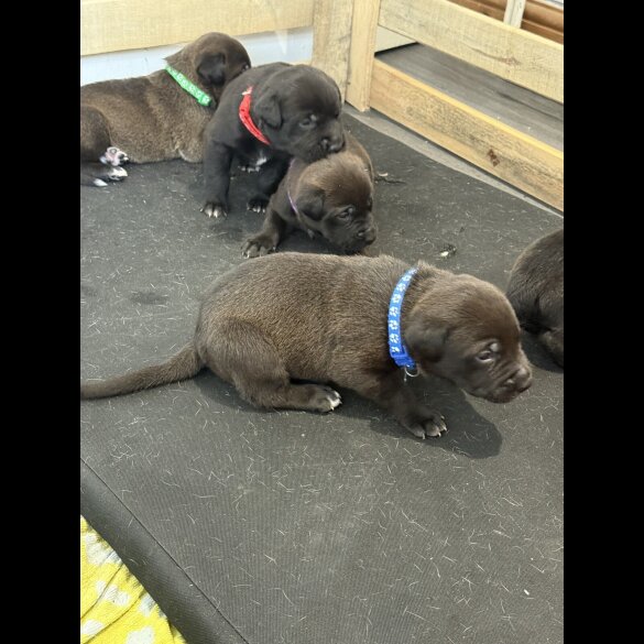 Mixed Breed - Both