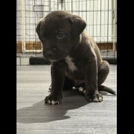 Mixed Breed - Both