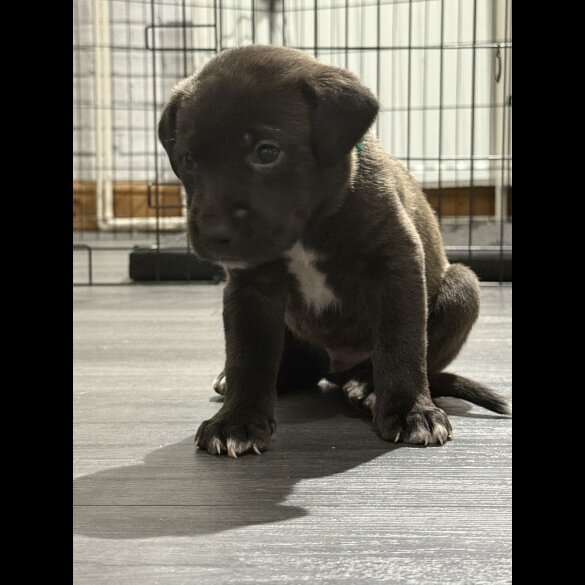 Mixed Breed - Both