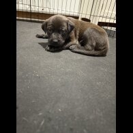 Mixed Breed - Both
