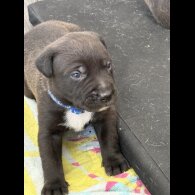 Mixed Breed - Both