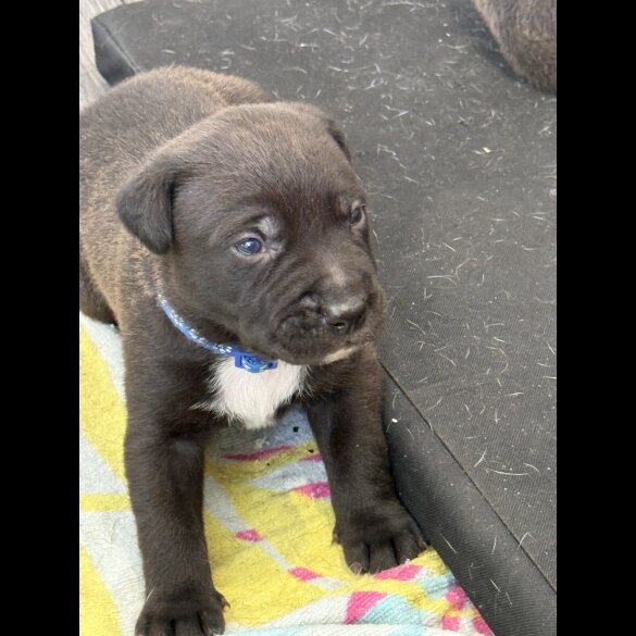 Mixed Breed - Both
