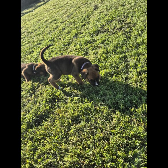 Mixed Breed - Both