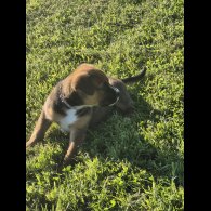 Mixed Breed - Both