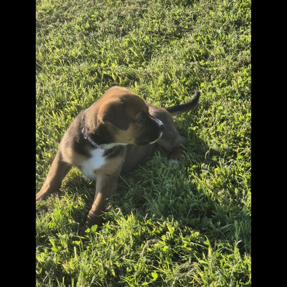 Mixed Breed - Both