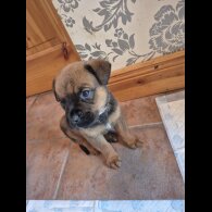 Mixed Breed - Both