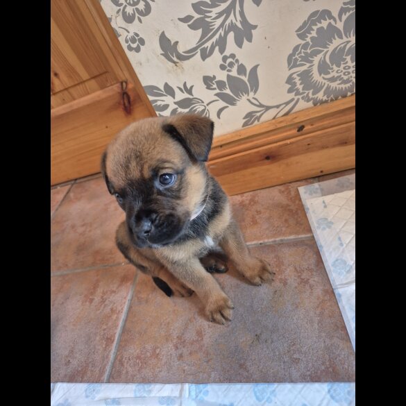 Mixed Breed - Both