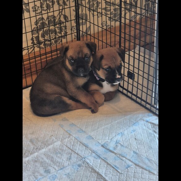 Mixed Breed - Both