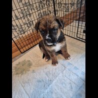 Mixed Breed - Both