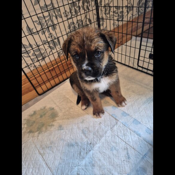 Mixed Breed - Both