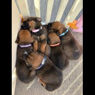 Mixed Breed - Both