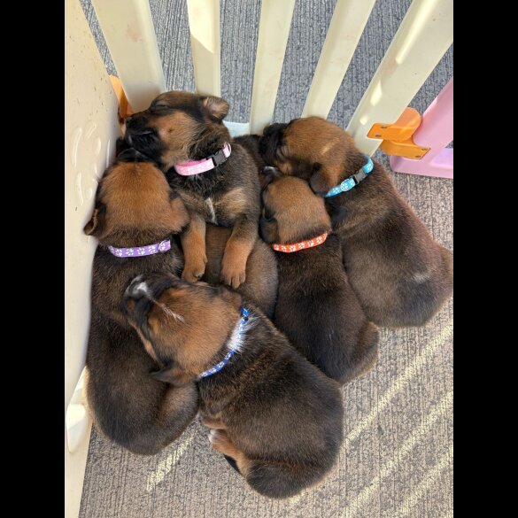 Mixed Breed - Both