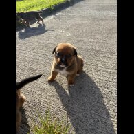Mixed Breed - Both