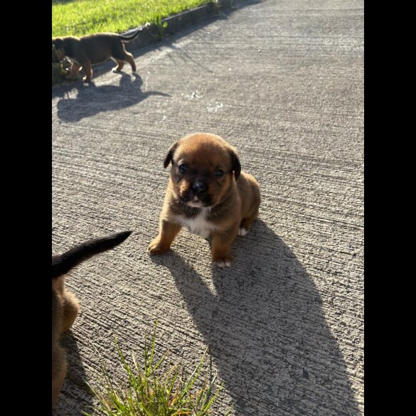 Mixed Breed - Both