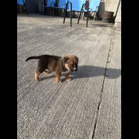 Mixed Breed - Both