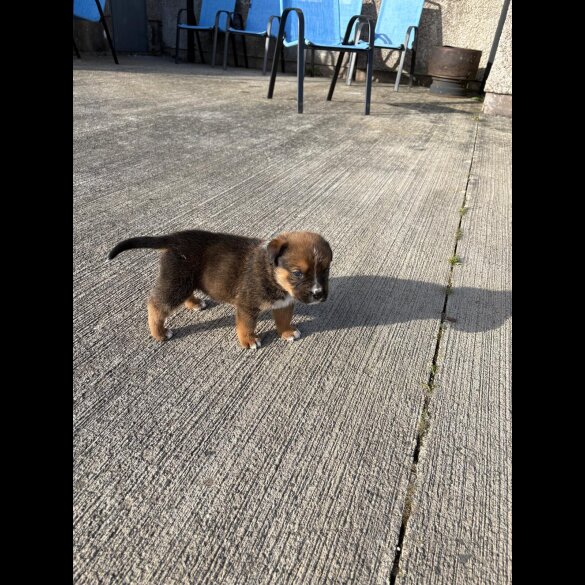 Mixed Breed - Both