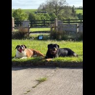 Mixed Breed - Both