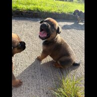 Mixed Breed - Both