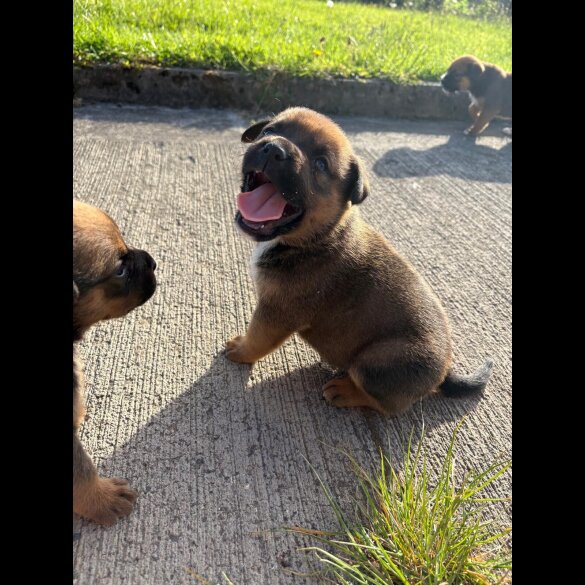 Mixed Breed - Both