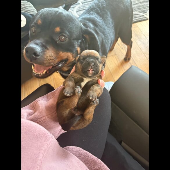 Mixed Breed - Both