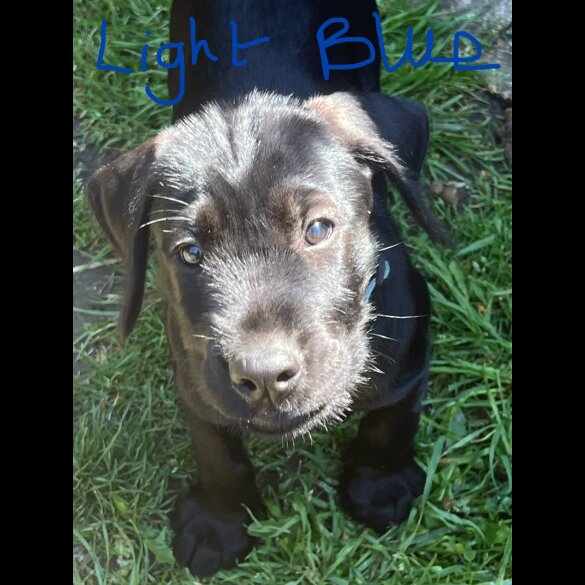 Mixed Breed - Both