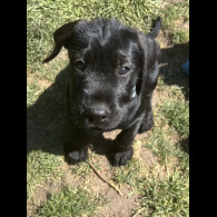 Mixed Breed - Both