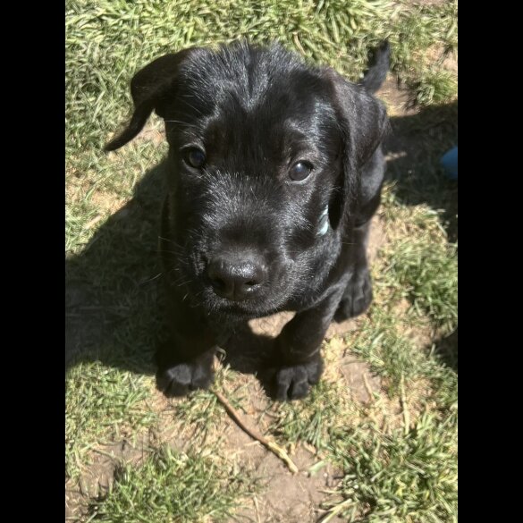 Mixed Breed - Both