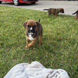 Mixed Breed - Both