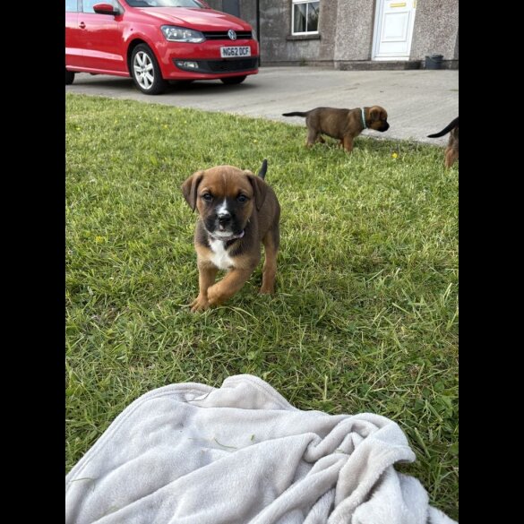 Mixed Breed - Both