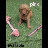 Mixed Breed - Both