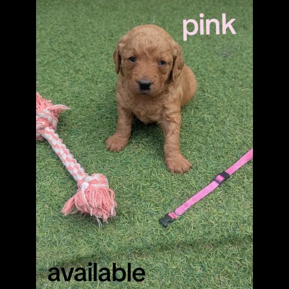 Mixed Breed - Both