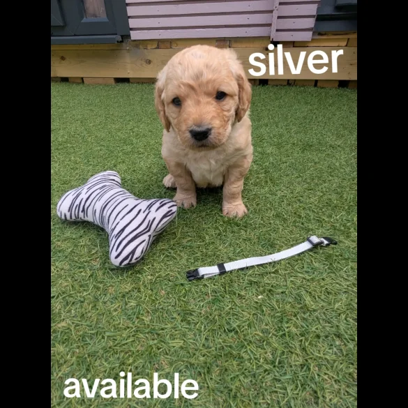 Mixed Breed - Both