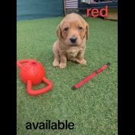 Mixed Breed - Both
