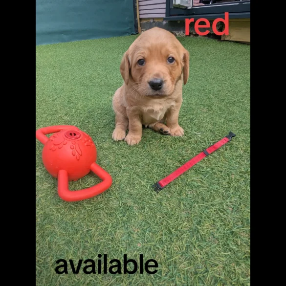 Mixed Breed - Both