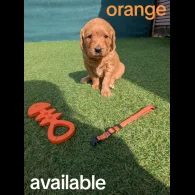 Mixed Breed - Both