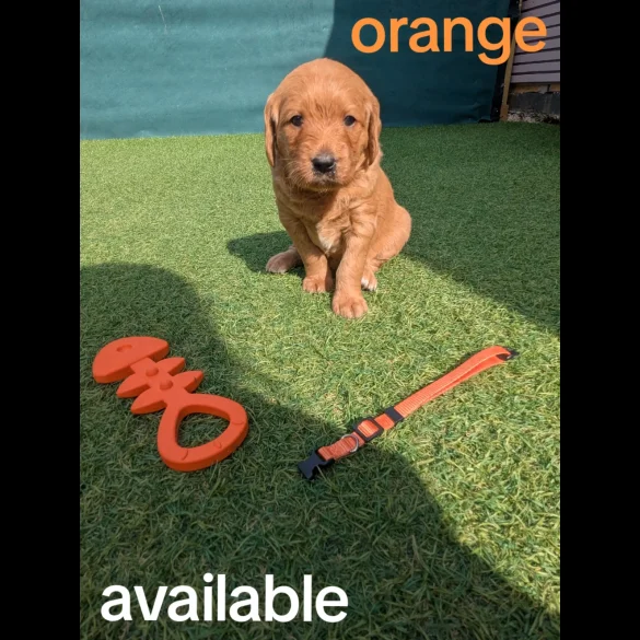 Mixed Breed - Both