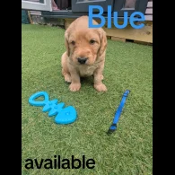 Mixed Breed - Both