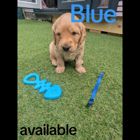 Mixed Breed - Both