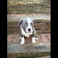 Staffordshire Bull Terrier - Dogs