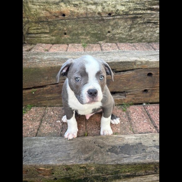 Staffordshire Bull Terrier - Dogs