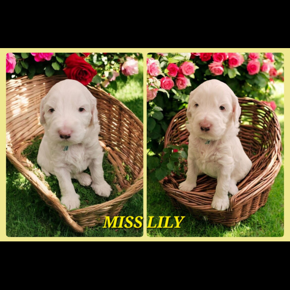Labradoodle - Both