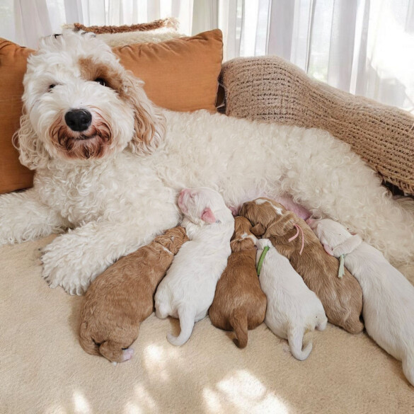 Labradoodle - Both