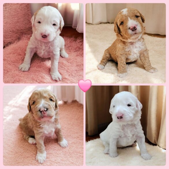 Labradoodle - Both