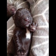 Labrador Retriever - Both