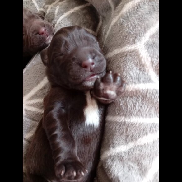 Labrador Retriever - Both